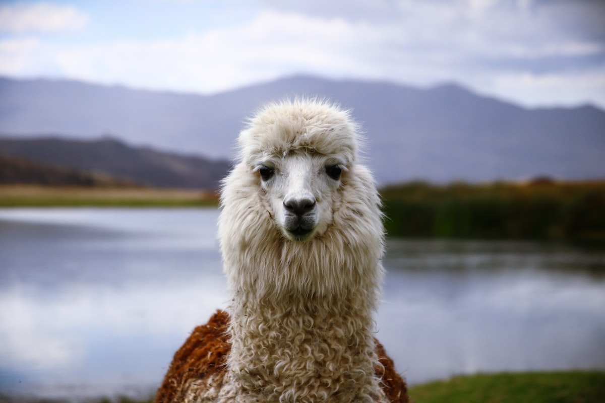 Riyad